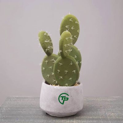 Cây xương rồng giả các loại - Thiên Phát Decor 1