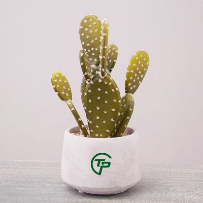 Cây xương rồng giả các loại - Thiên Phát Decor 2
