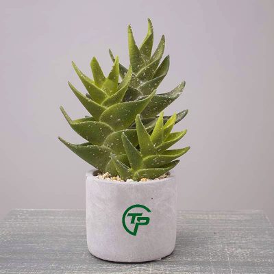 Cây xương rồng giả các loại - Thiên Phát Decor 3