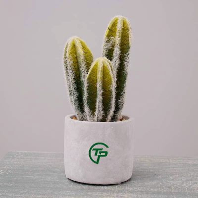 Cây xương rồng giả các loại - Thiên Phát Decor 4