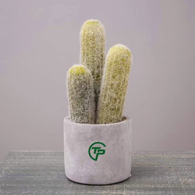 Cây xương rồng giả các loại - Thiên Phát Decor 6