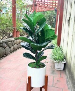 Cây bàng giả trang trí cao cấp - Shop Thiên Phát Decor 2