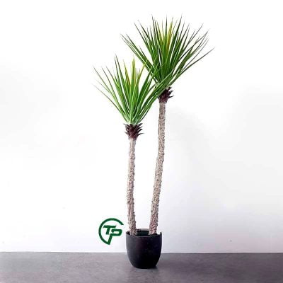 cay gia trang tri cao cap Shop Thien Phat Decor 13