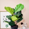 Cây bàng giả trang trí cao cấp - Shop Thiên Phát Decor