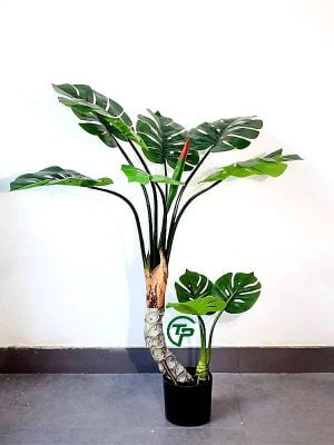 cay gia trang tri cao cap Shop Thien Phat Decor 7