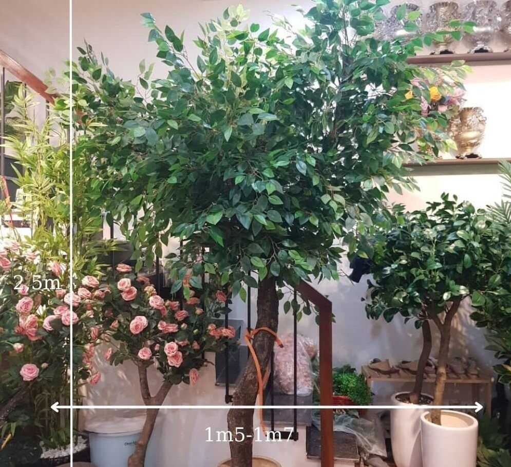Cây si giả trang trí cao cấp chất lượng như thật - Thiên Phát Decor cover