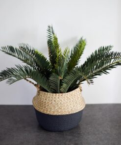 Cây Vạn tuế giả trang trí - Thiên Phát Decor 2