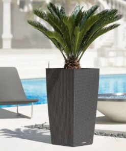 Cây Vạn tuế giả trang trí - Thiên Phát Decor 3
