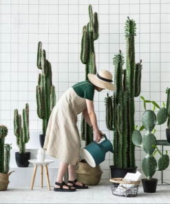 Cây Xương rồng giả 16 Cây xương rồng giả không tốn công chăm sóc - Thiên Phát Decor